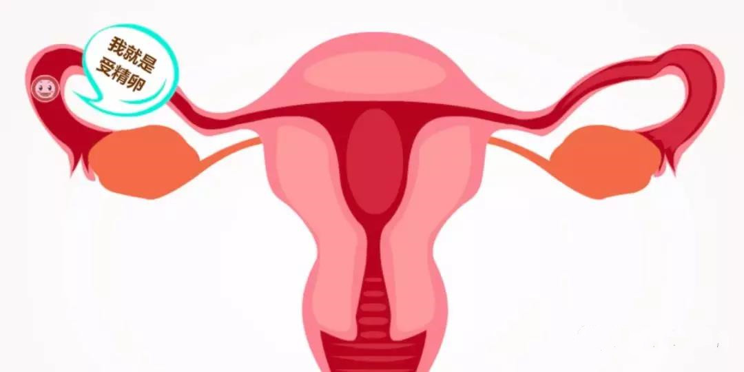 切除一侧输卵管还能怀孕吗？